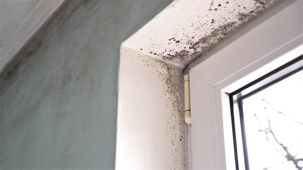 Best Commercial Mold Inspection  in Shortsville, NY