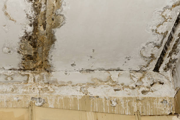 Best Basement Mold Removal  in Shortsville, NY