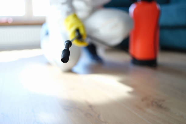 Best Attic Mold Removal  in Shortsville, NY