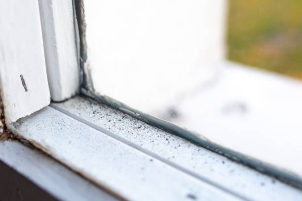 Best Mold Remediation for Healthcare Facilities  in Shortsville, NY