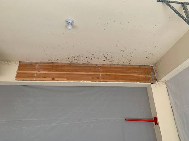 Best Airborne Mold Testing  in Shortsville, NY