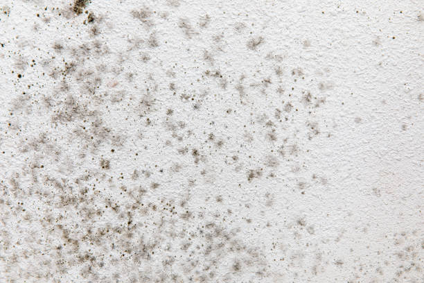 Best Mold Damage Restoration  in Shortsville, NY