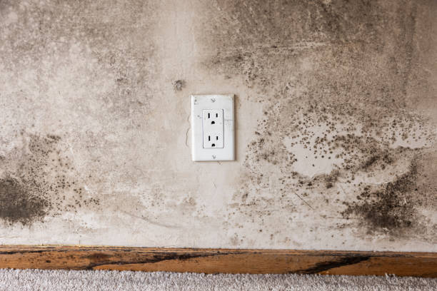 Best Comprehensive Air Testing for Mold Contaminants  in Shortsville, NY