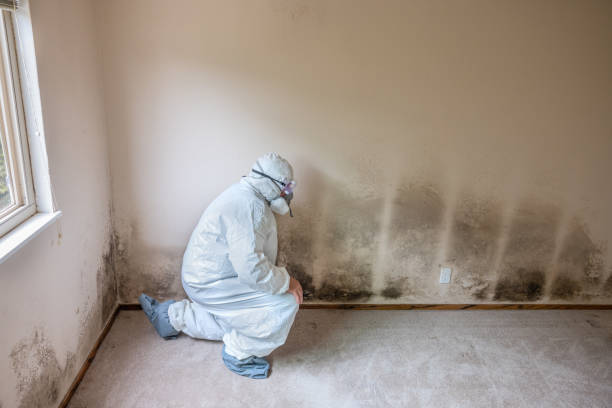 Best Forensic Mold Investigation  in Shortsville, NY