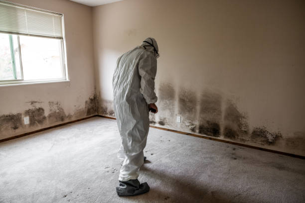 Best Industrial Mold Remediation  in Shortsville, NY