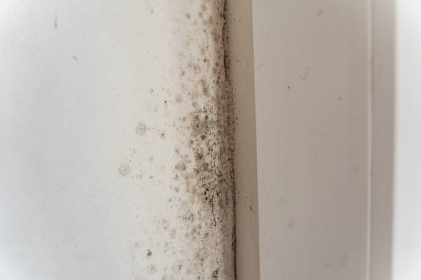 Best Biohazard Mold Removal  in Shortsville, NY