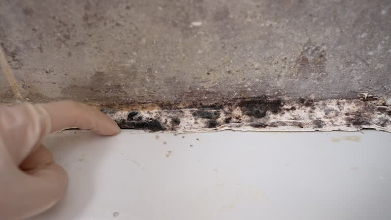 Best Water Damage & Mold Remediation  in Shortsville, NY
