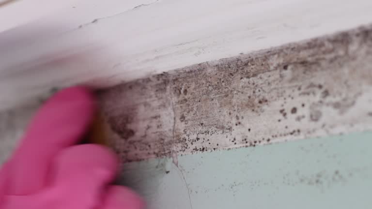 Best Asbestos and Lead Testing During Mold Inspection  in Shortsville, NY
